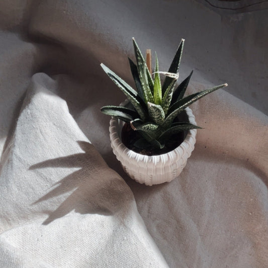 KNIT - Cache-pot cactus ou petites plantes